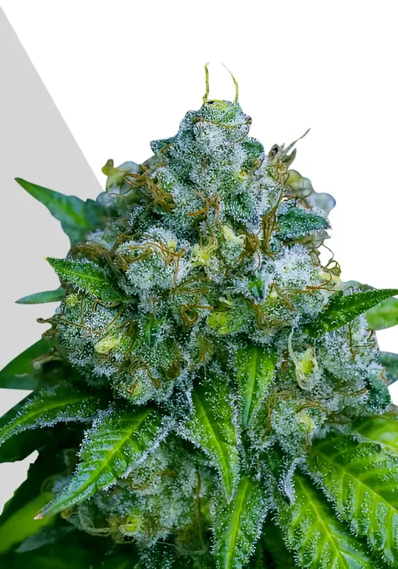 Zkittlez van Auto Seeds
