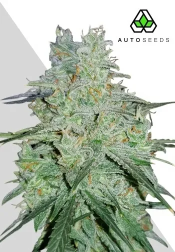 Amnesia Haze van Auto Seeds