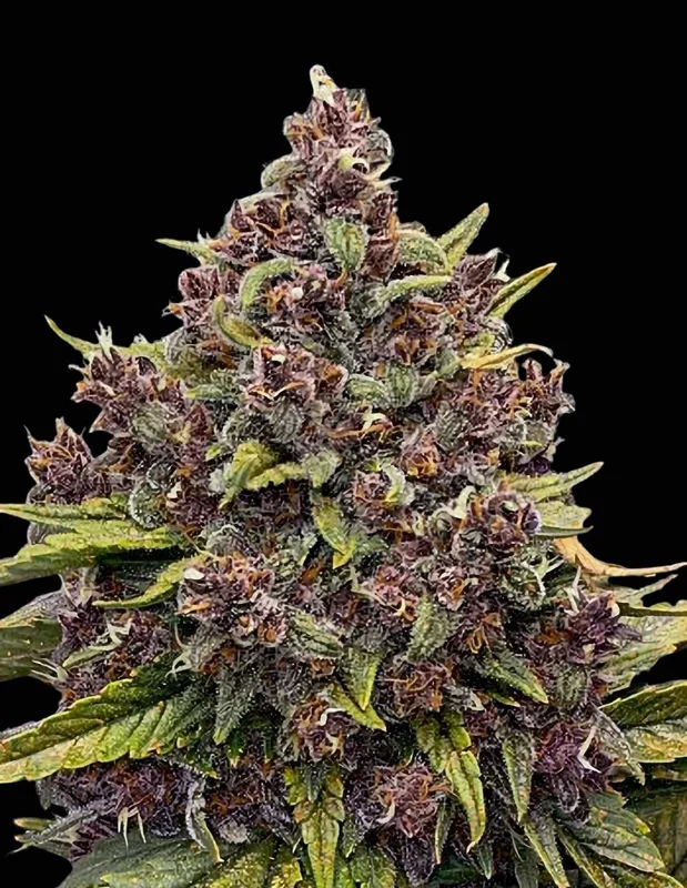 Gorilla Punch van Auto Seeds