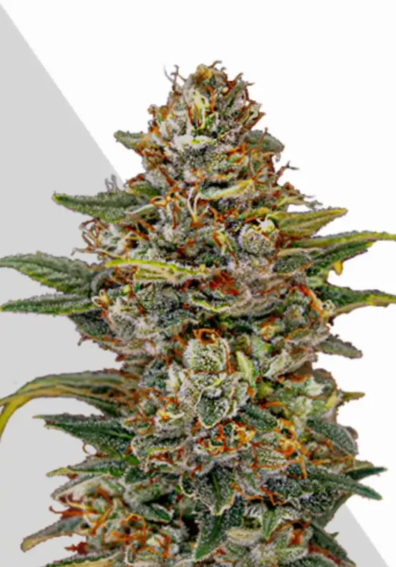OG Kush van Auto Seeds