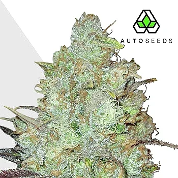 Granddaddy Purple van Auto Seeds