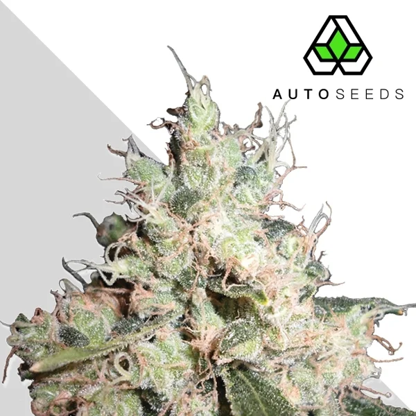 Hijack van Auto Seeds