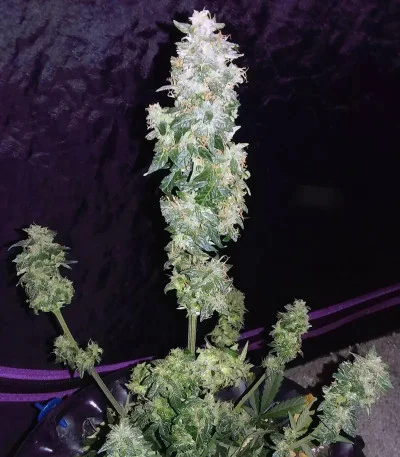 Sweet CBD van Auto Seeds