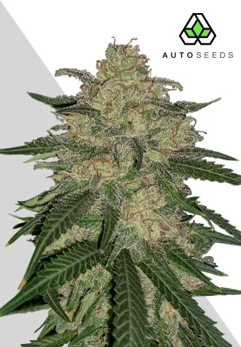 Mango Cookies van Auto Seeds