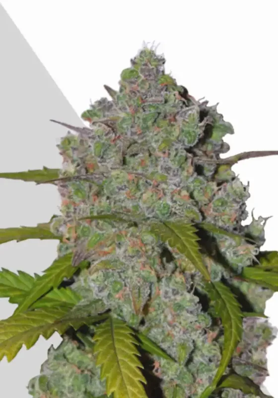 Green Crack van Auto Seeds