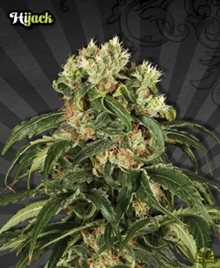 Hijack van Auto Seeds