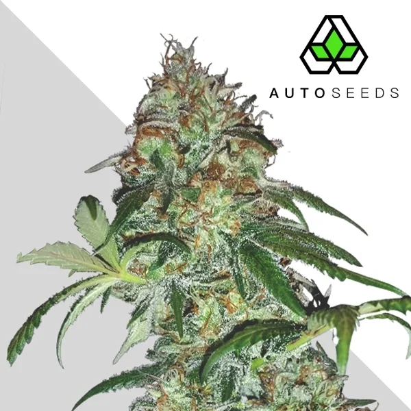 Sucker Punch van Auto Seeds