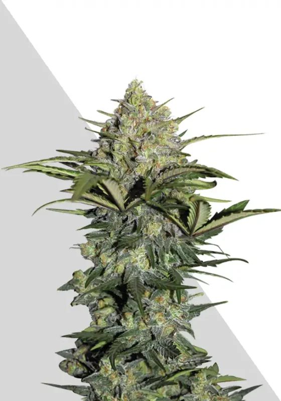 Gorilla GG4 van Auto Seeds