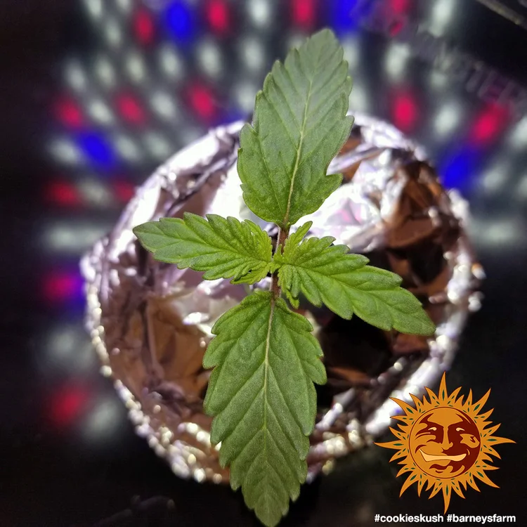 Cookies Kush van Barney's Farm