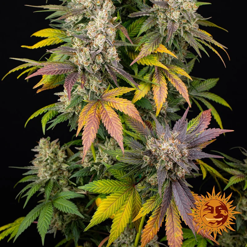 Kush Mintz van Barney's Farm
