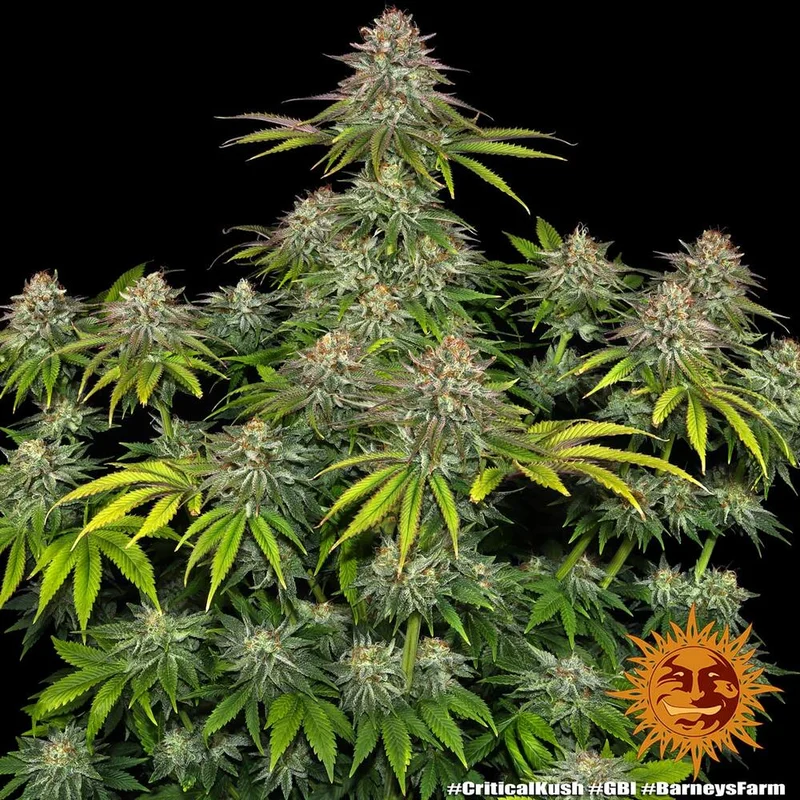 Critical Kush van Barney's Farm