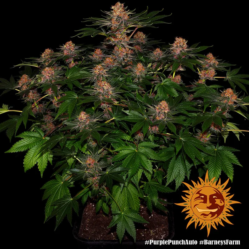 Purple Punch van Barney's Farm
