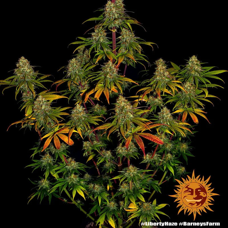 Liberty Haze van Barney's Farm