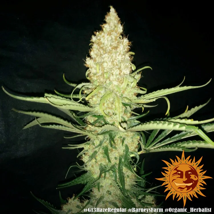 G13 Haze van Barney's Farm