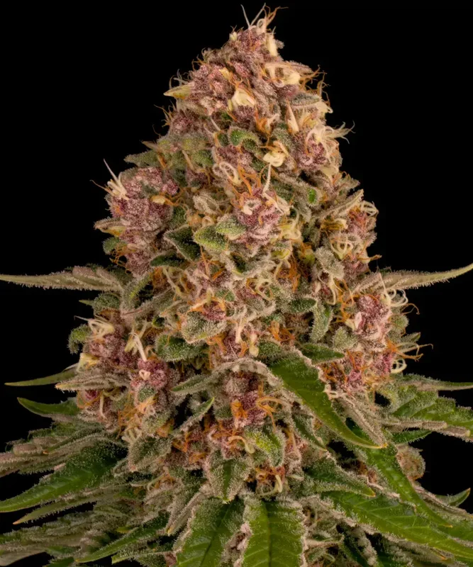 Pink Kush van Barney's Farm