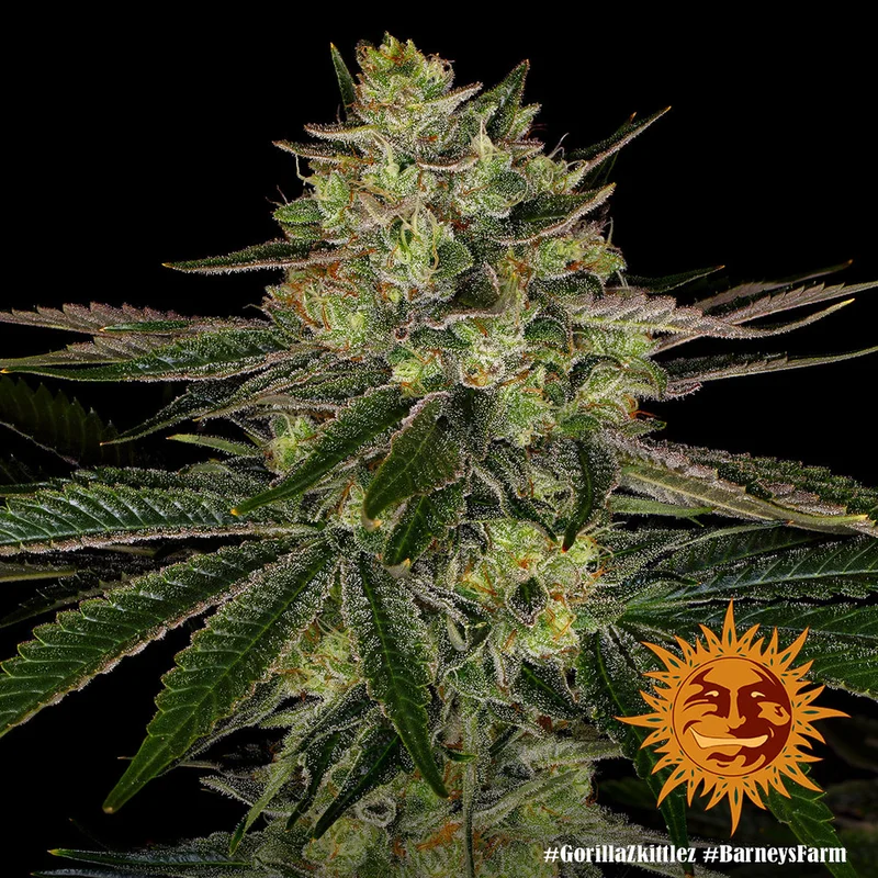 Gorilla Zkittlez van Barney's Farm