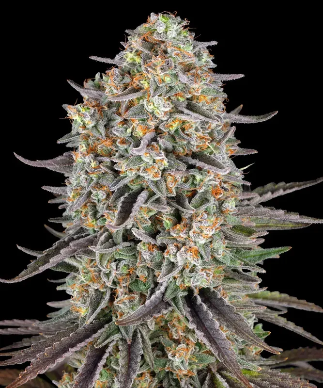Sour Strawberry van Barney's Farm
