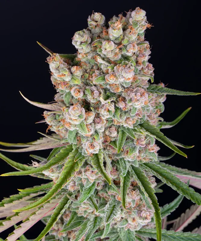 GMO van Barney's Farm