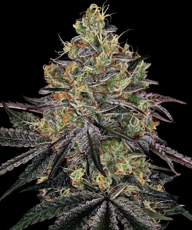 Watermelon Zkittlez van Barney's Farm
