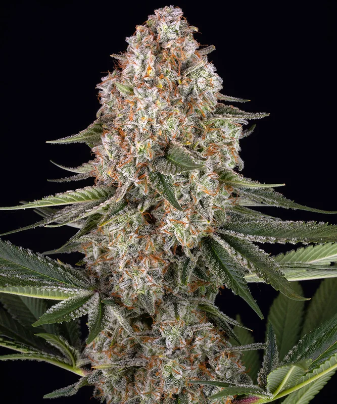Mendo Breath van Barney's Farm
