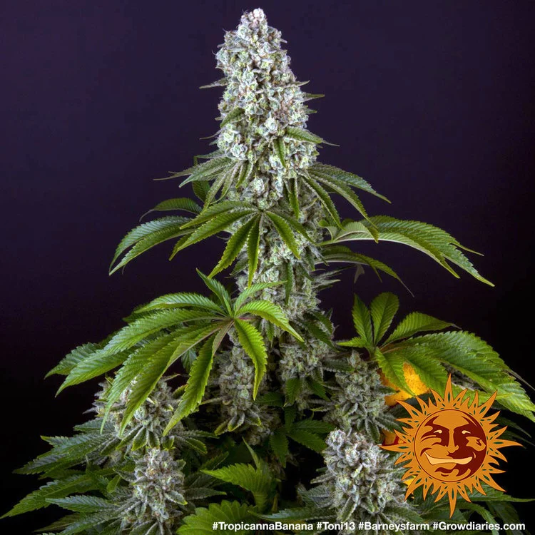 Tropicanna Banana van Barney's Farm