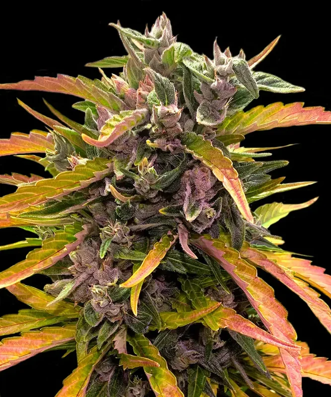 GG4 van Barney's Farm