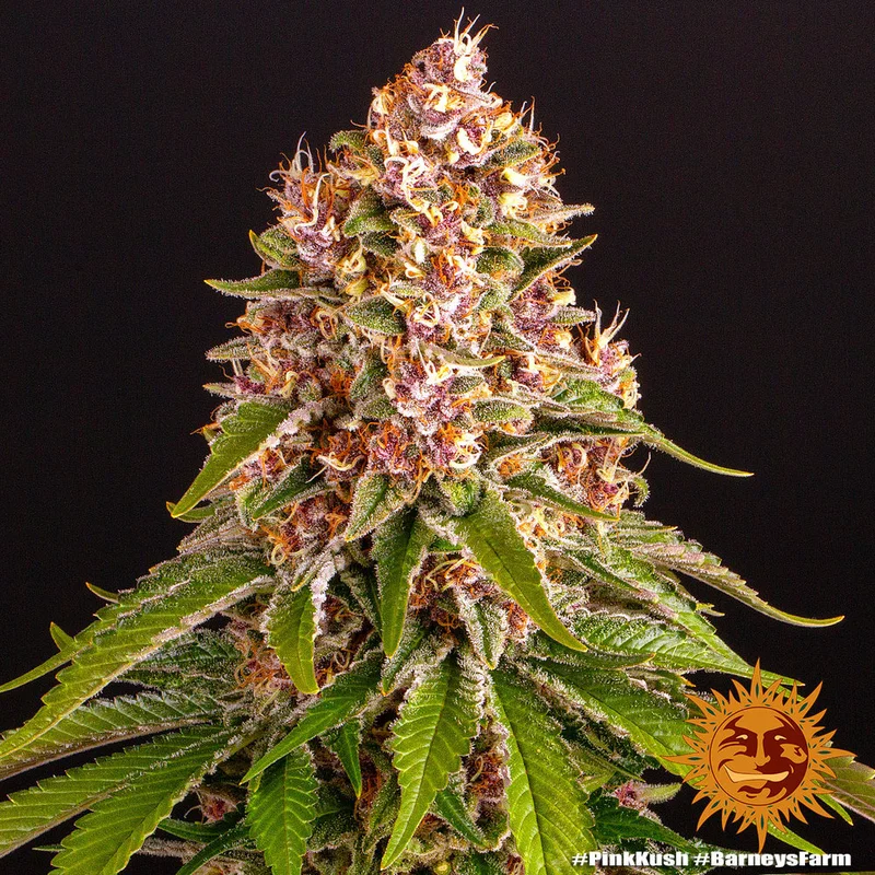 Pink Kush van Barney's Farm