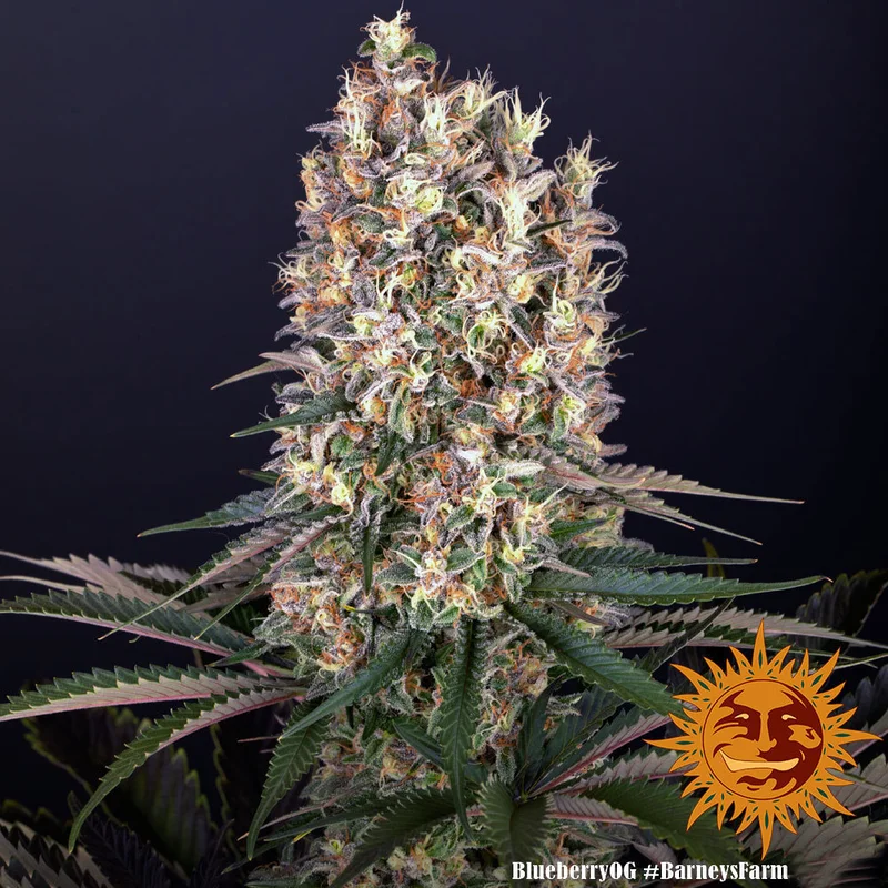 Blueberry OG van Barney's Farm