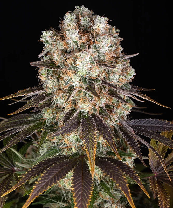 Bruce Banner van Barney's Farm