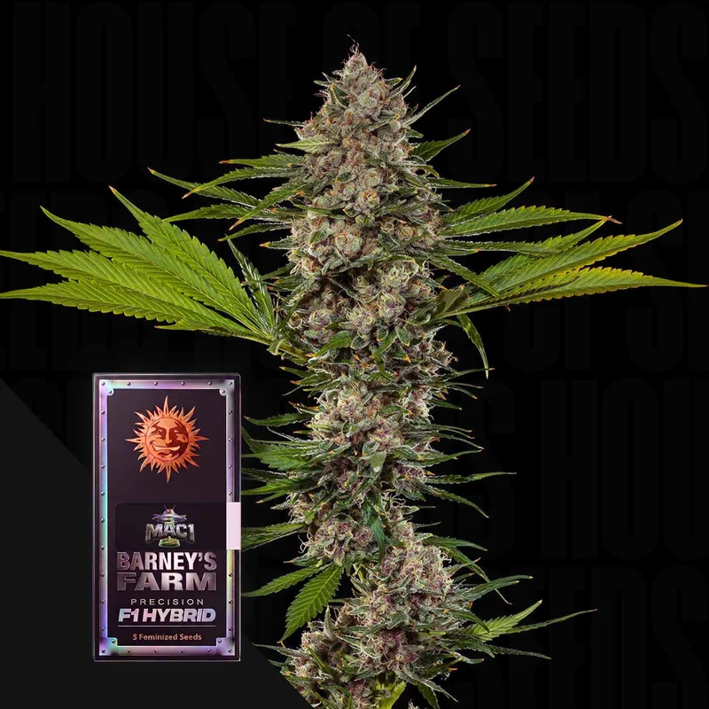 MAC 1 F1 van Barney's Farm