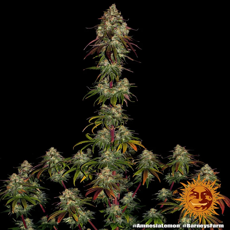 Amnesia Lemon van Barney's Farm