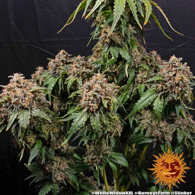 White Widow XXL van Barney's Farm