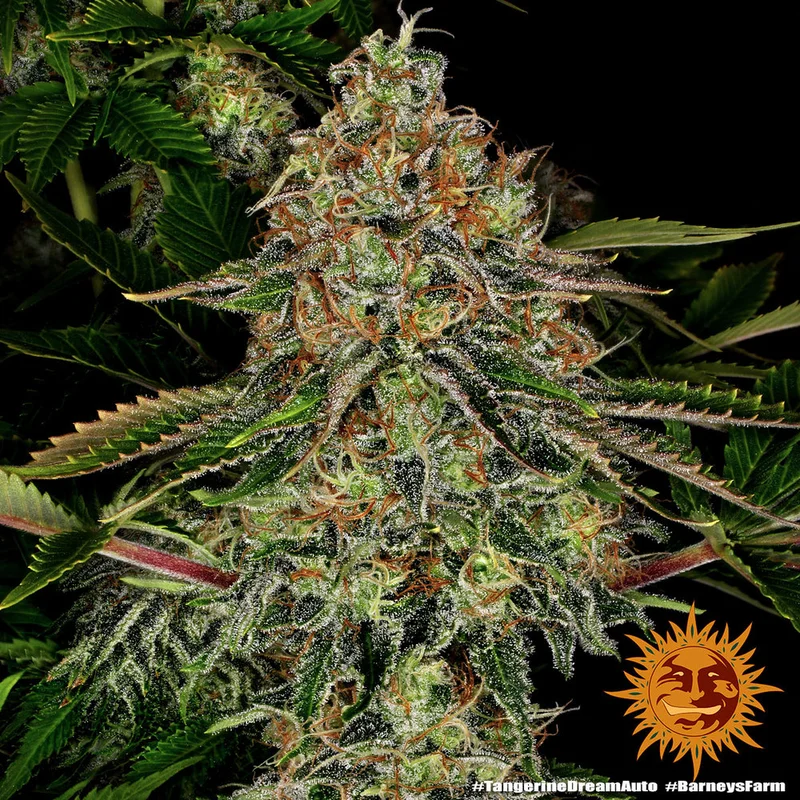 Tangerine Dream van Barney's Farm