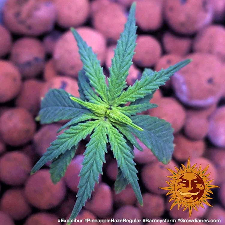 Pineapple Haze van Barney's Farm