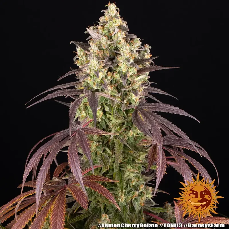 Lemon Cherry Gelato van Barney's Farm