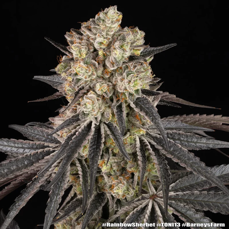 Rainbow Sherbet van Barney's Farm