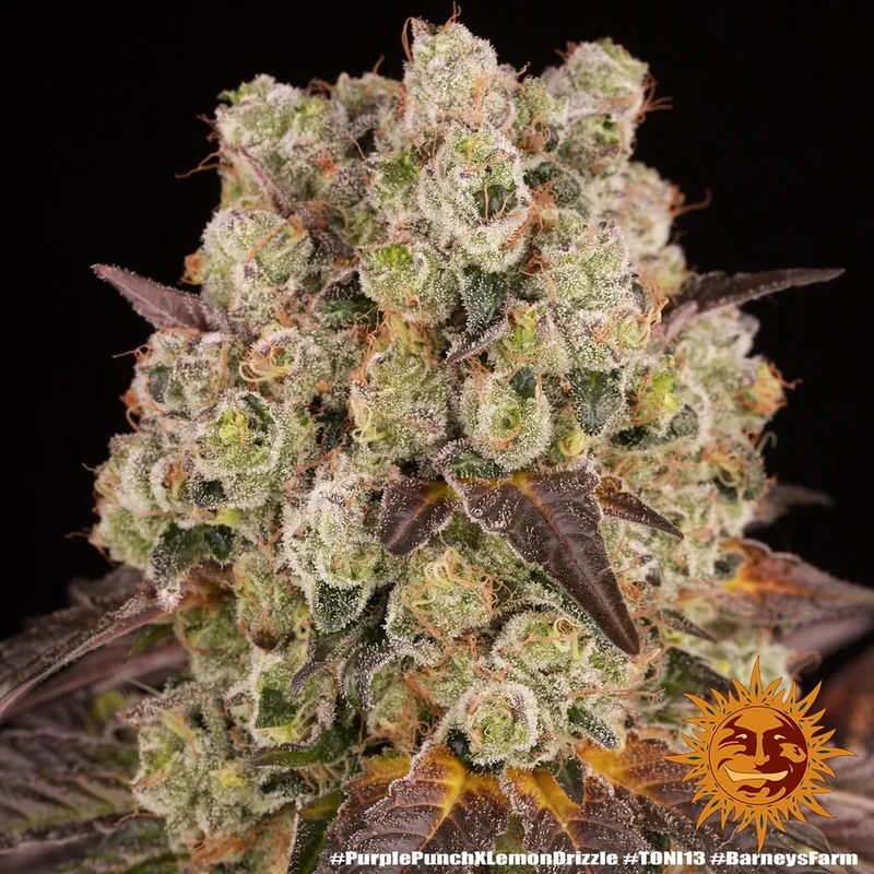 Purple Punch x Lemon Drizzle van Barney's Farm