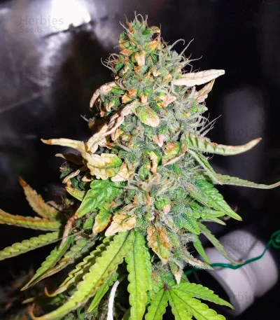 Gorilla Z van Barney's Farm
