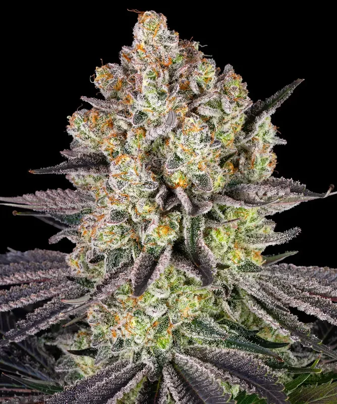 Runtz van Barney's Farm