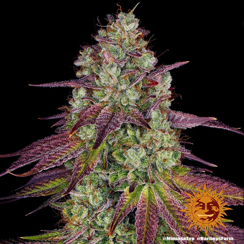 Mimosa Evo van Barney's Farm