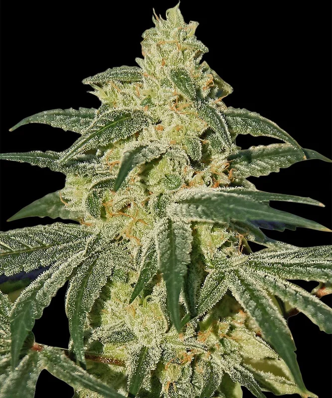Afghan Hash Plant van Barney's Farm