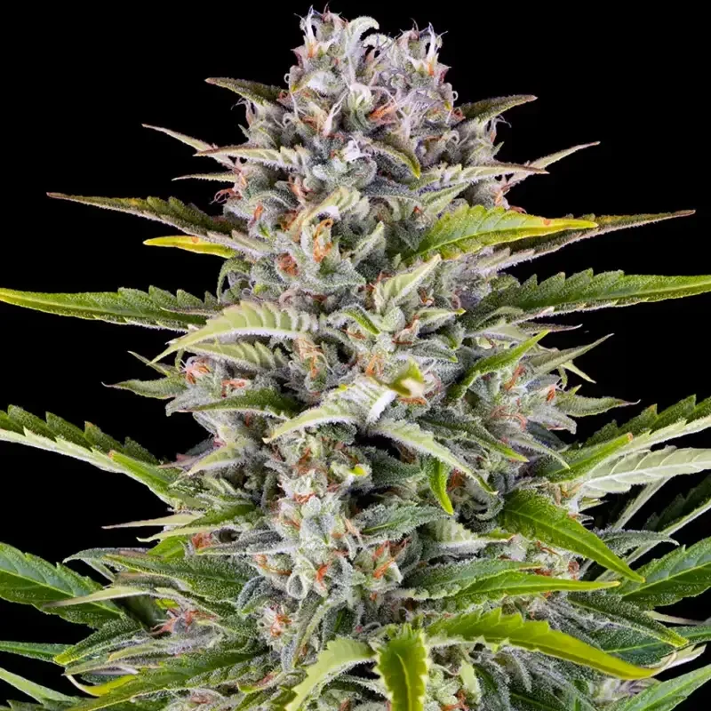Gorilla Z van Barney's Farm