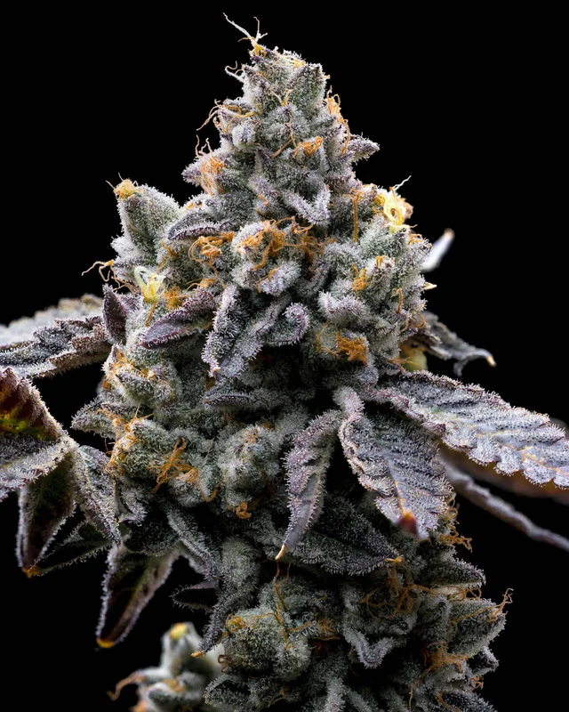 GMO Cookies van Barney's Farm