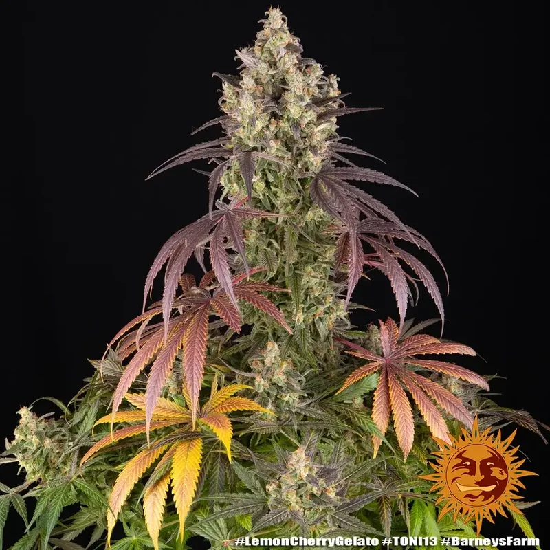 Lemon Cherry Gelato van Barney's Farm