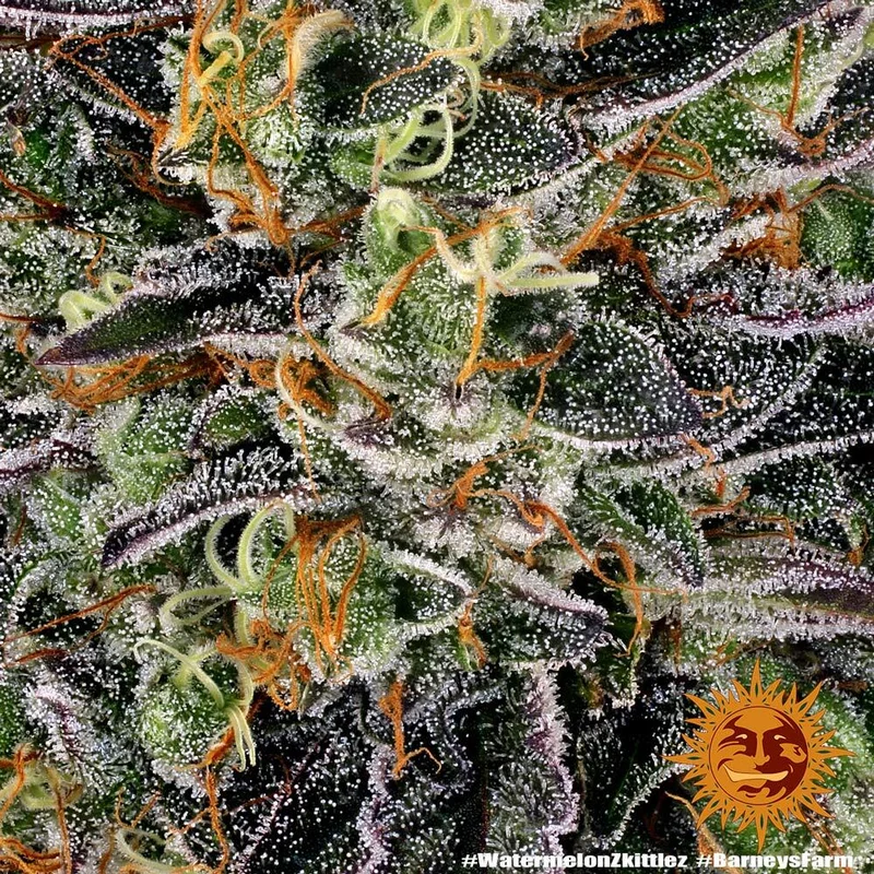 Watermelon Zkittlez van Barney's Farm