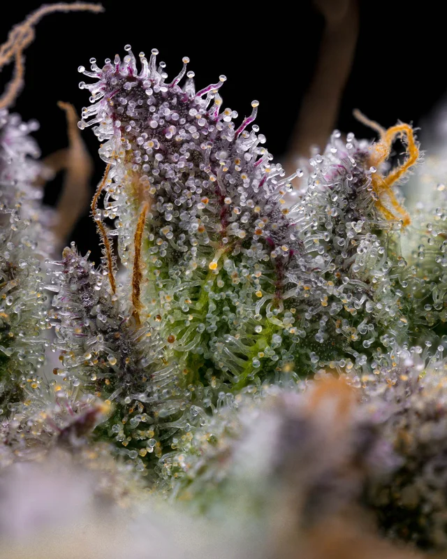 GMO Cookies van Barney's Farm