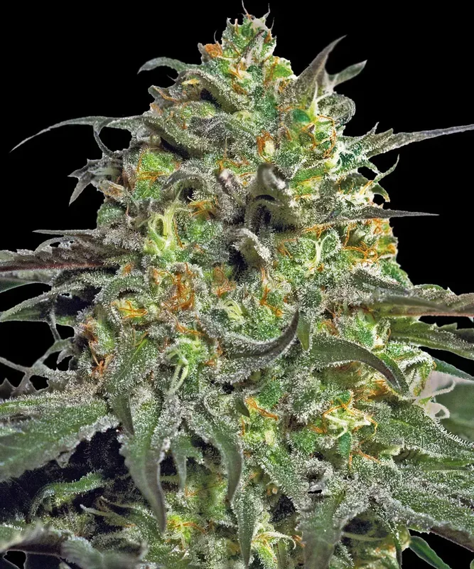 Peyote Cookies van Barney's Farm