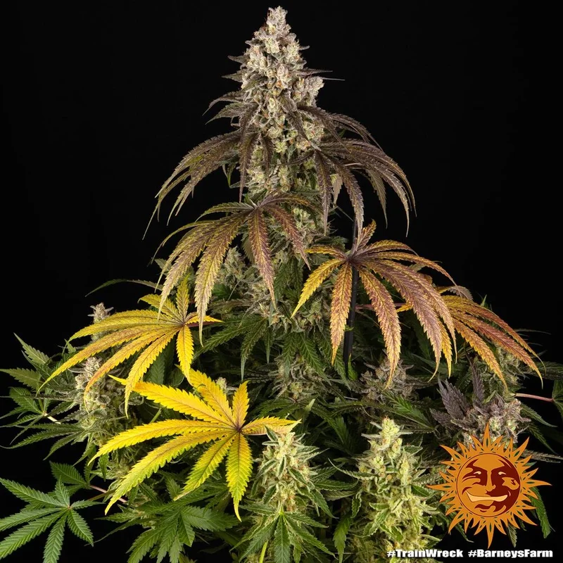 Trainwreck van Barney's Farm