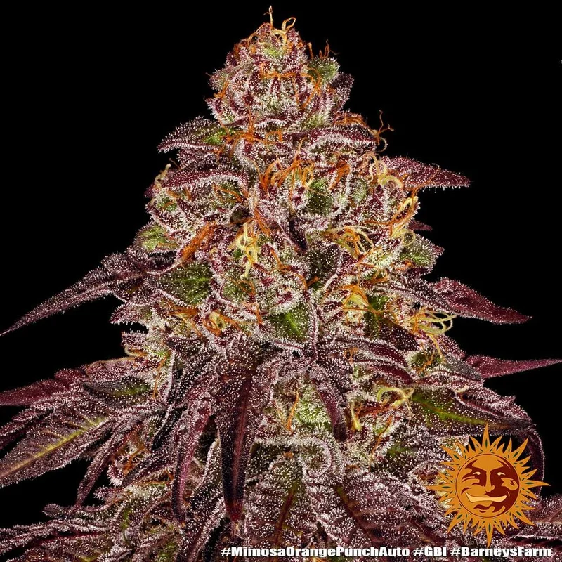 Mimosa x Orange Punch van Barney's Farm