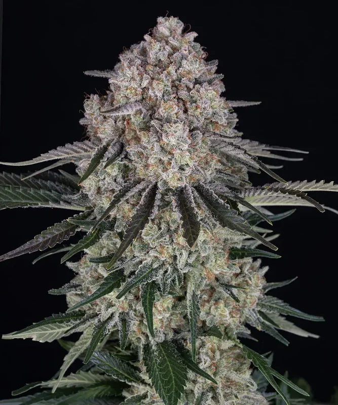 Sour Diesel van Barney's Farm